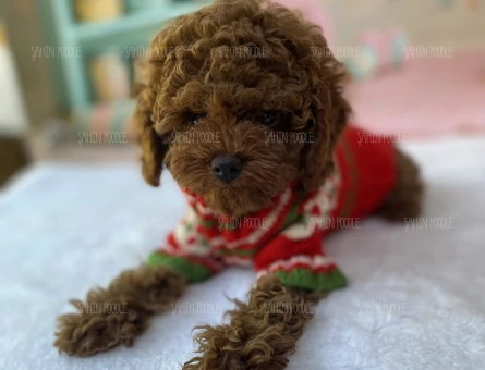 ŞAHANE TOY POODLE YAVRULARI - 6201