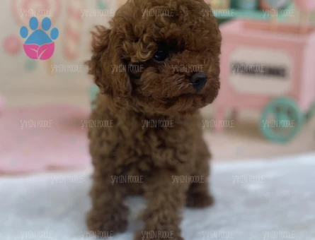 PREMİUM TOY POODLE YAVRULARI