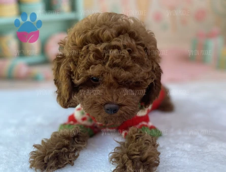 ŞAHANE TOY POODLE YAVRULARI