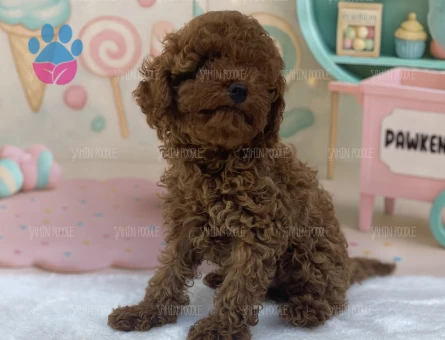 SAFKAN TOY POODLE YAVRU - 6205