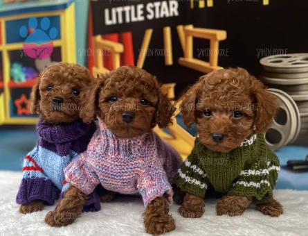 SEVİMLİ TOY POODLE YAVRUSU