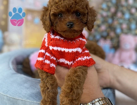 SAFKAN TOY POODLE YAVRU