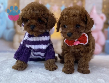 SAĞLIKLI PREMİUM TOY POODLE YAVRULAR - 6206
