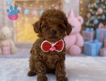 SAĞLIKLI PREMİUM TOY POODLE YAVRULAR