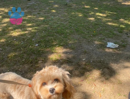 1 yaşında erkek maltipoo - 6211