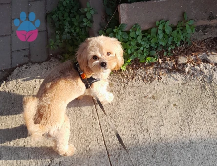 1 yaşında erkek maltipoo