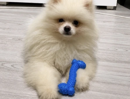 Pomeranian Boo 3 Aylık Yuva Arıyor - 6212