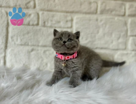 British Shorthair 2 Aylık Dişi Yavrumuz