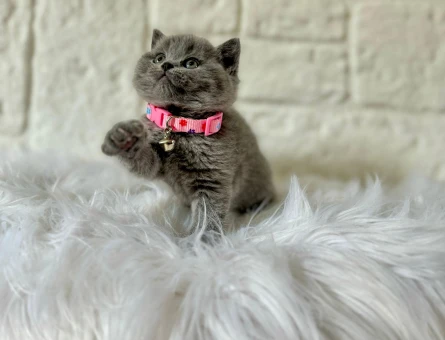 British Shorthair 2 Aylık Dişi Yavrumuz