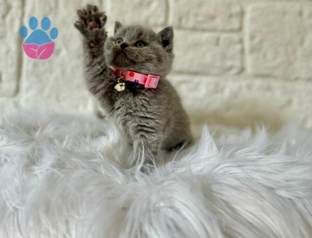 British Shorthair 2 Aylık Dişi Yavrumuz