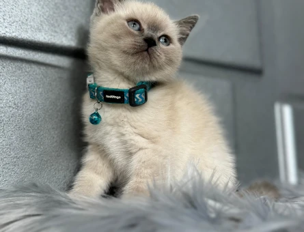 British Shorthair 2 Aylık Erkek