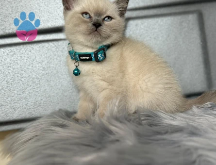 British Shorthair 2 Aylık Erkek