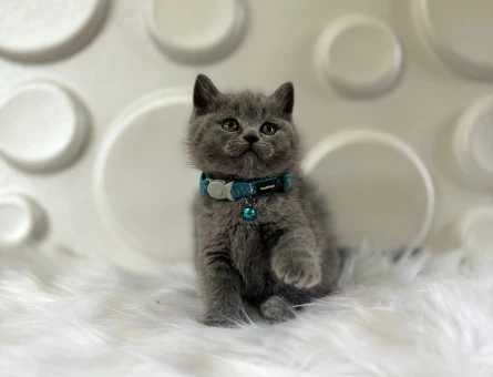 British Shorthair Gri Erkek 2 Aylık
