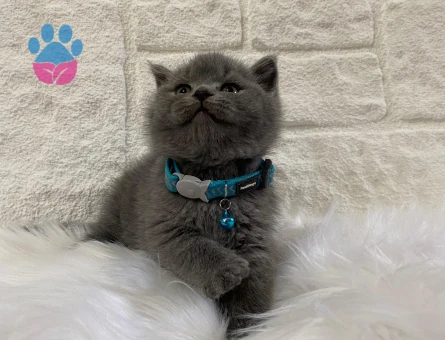 British Shorthair Erkek 2 Aylık