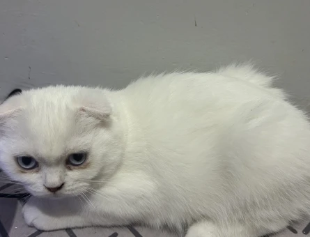 Scotish Fold Dişi ve Erkek 3 Aylık