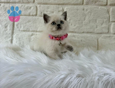 2 Aylık British Shorthair Dişi
