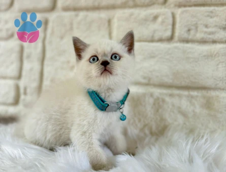 British Shorthair Erkek 2 Aylık Point