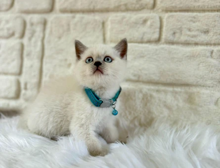 British Shorthair Erkek 2 Aylık Point