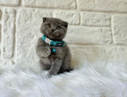 Scottish Fold Gri Erkek 2 Aylık