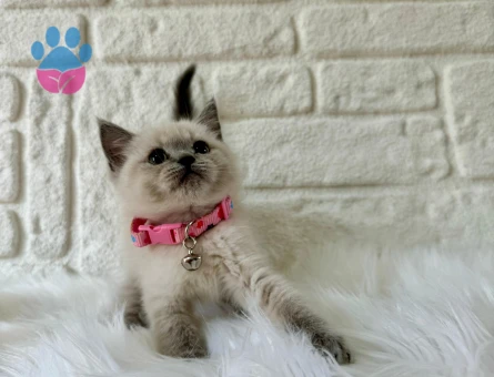 British Shorthair Bluepoint  2 Aylık