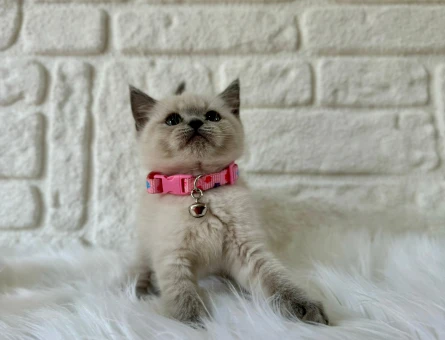 British Shorthair Bluepoint  2 Aylık