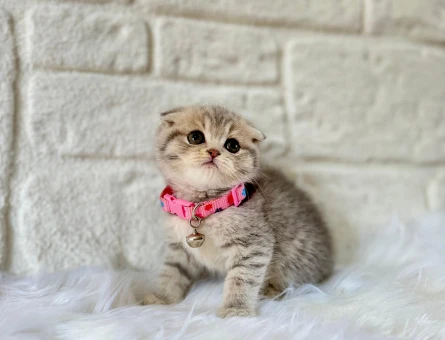 Scottish Fold Tabby Dişi 2 Aylık