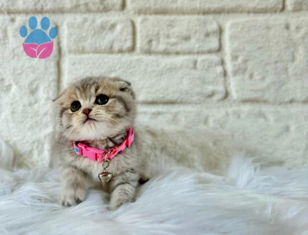 2 Aylık Scottish Fold Tabby Dişi