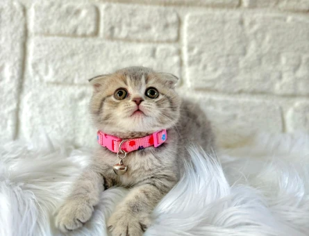 Scottish Fold Tabby Dişi 2 Aylık