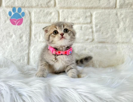 Scottish Fold Tabby Dişi 2 Aylık