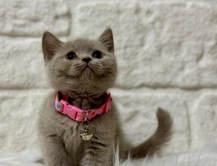 British Shorthair Lilac 2 Aylık
