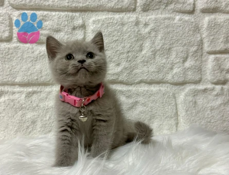 British Shorthair Lilac 2 Aylık