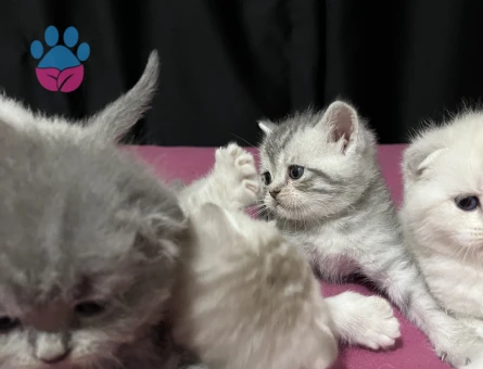 Tontiş ve Şapşik Scottish Fold ve Straight Yavrularım