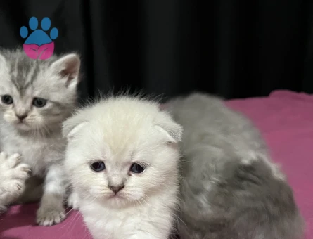 Tontiş ve Şapşik Scottish Fold ve Straight Yavrularım