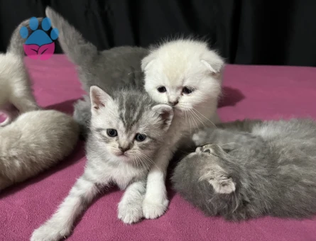 Tontiş ve Şapşik Scottish Fold ve Straight Yavrularım