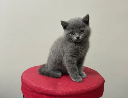 2 aylık orjinal british shorthair