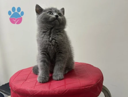 2 aylık orjinal british shorthair