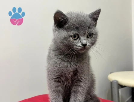 2 aylık orjinal british shorthair