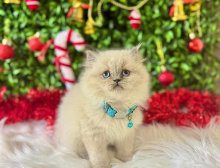 British Longhair Erkek Blupoint Mavi Gözlü Yavrumuz