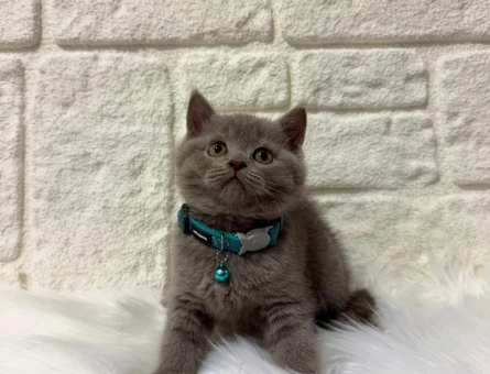 British Shorthair Gri Erkek 2 Aylık