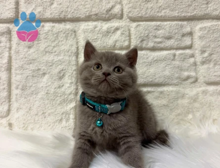 British Shorthair Gri Erkek 2 Aylık