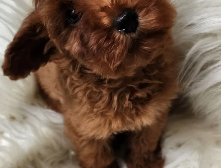 Çok akıllı çok zeki orijinal kızıl kahve maltipoo