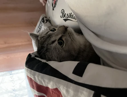 British Shorthair 7 Aylık Yuva Arıyor