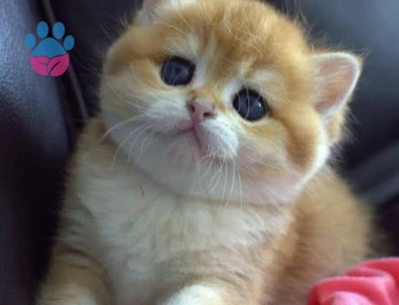 Kendi safkan kedilerimizin yavruları British Shorthair bebekler yuvalarını arıyor