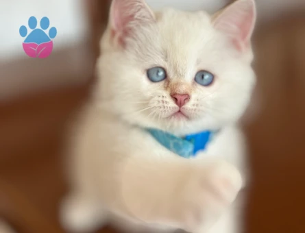 Kendi safkan kedilerimizin yavruları British Shorthair bebekler yuvalarını arıyor