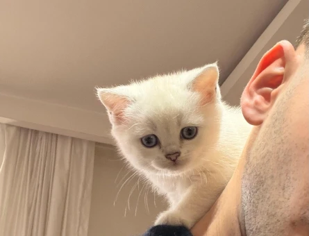 Salep i sahiplendiriyorum (british shorthair golden point)