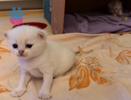 Salep i sahiplendiriyorum (british shorthair golden point)