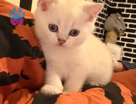 Salep i sahiplendiriyorum (british shorthair golden point)
