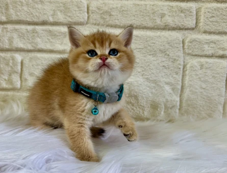 British Shorthair Golden Erkek 2 Aylık