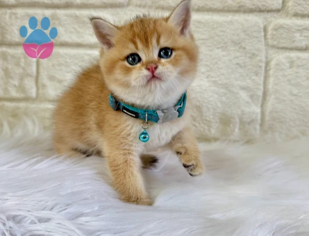British Shorthair Golden Erkek 2 Aylık