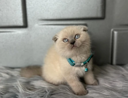 Scottish Fold Bluepoint Erkek 2 Aylık